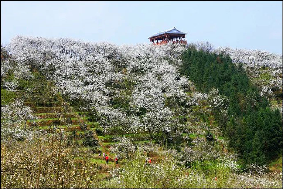 【春天，广西桂林灌阳县向您发出邀请！】我们在灌阳看梨花 - 游山玩水 - 昆明生活社区 - 昆明28生活网 km.28life.net