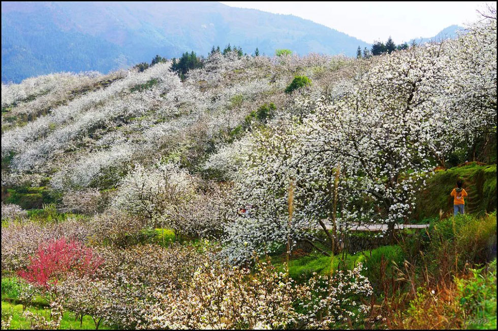 【春天，广西桂林灌阳县向您发出邀请！】我们在灌阳看梨花 - 游山玩水 - 昆明生活社区 - 昆明28生活网 km.28life.net