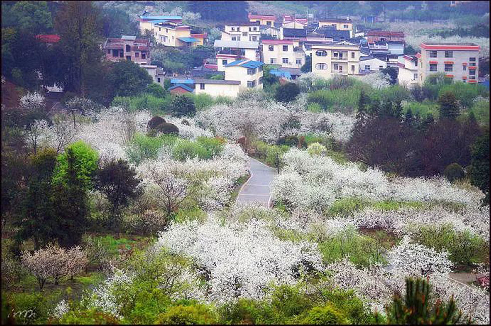 【春天，广西桂林灌阳县向您发出邀请！】我们在灌阳看梨花 - 游山玩水 - 昆明生活社区 - 昆明28生活网 km.28life.net