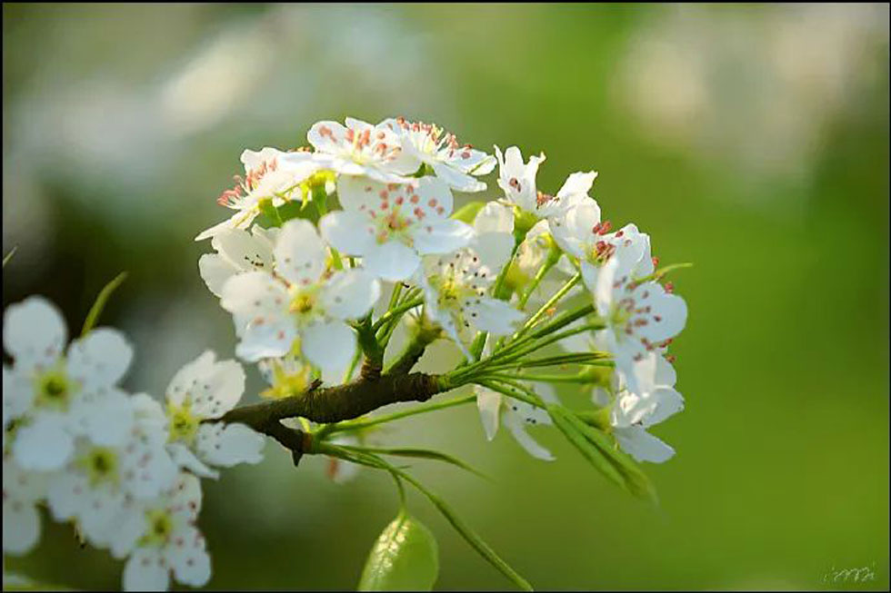 【春天，广西桂林灌阳县向您发出邀请！】我们在灌阳看梨花 - 游山玩水 - 昆明生活社区 - 昆明28生活网 km.28life.net