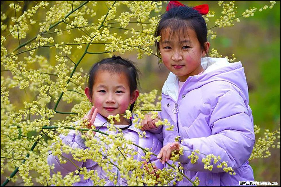 【春天，广西桂林灌阳县向您发出邀请！】米珠山前有片山苍子花在飘香 - 游山玩水 - 昆明生活社区 - 昆明28生活网 km.28life.net