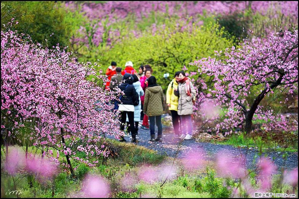 【春天，广西桂林灌阳县向您发出邀请！】官庄村有个醉美的桃花园 - 游山玩水 - 昆明生活社区 - 昆明28生活网 km.28life.net