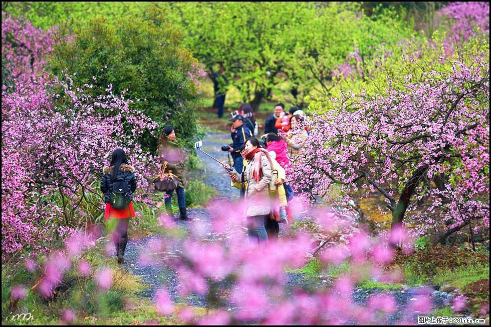 【春天，广西桂林灌阳县向您发出邀请！】官庄村有个醉美的桃花园 - 游山玩水 - 昆明生活社区 - 昆明28生活网 km.28life.net