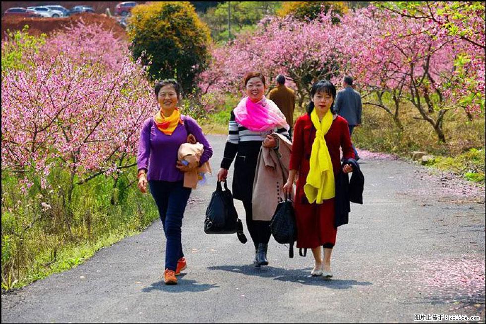 【春天，广西桂林灌阳县向您发出邀请！】官庄村有个醉美的桃花园 - 游山玩水 - 昆明生活社区 - 昆明28生活网 km.28life.net