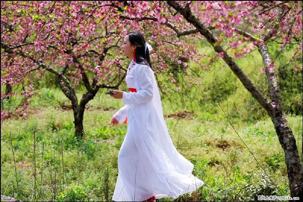 【春天，广西桂林灌阳县向您发出邀请！】官庄村有个醉美的桃花园 - 游山玩水 - 昆明生活社区 - 昆明28生活网 km.28life.net