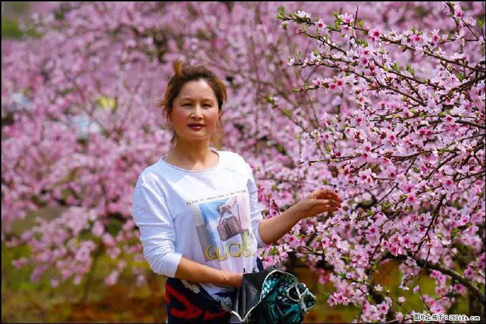 【春天，广西桂林灌阳县向您发出邀请！】官庄村有个醉美的桃花园 - 游山玩水 - 昆明生活社区 - 昆明28生活网 km.28life.net