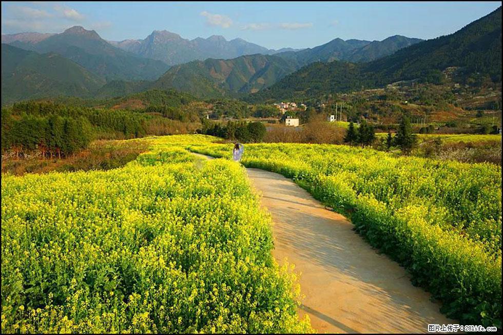【春天，广西桂林灌阳县向您发出邀请！】长坪村油菜盛情花开 - 游山玩水 - 昆明生活社区 - 昆明28生活网 km.28life.net