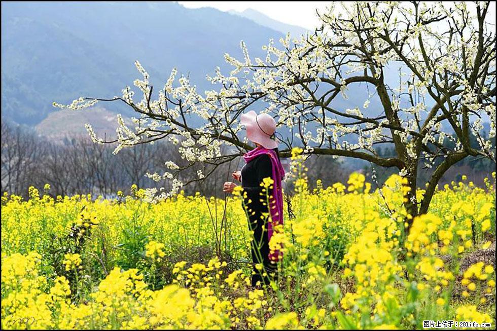 【春天，广西桂林灌阳县向您发出邀请！】长坪村油菜盛情花开 - 游山玩水 - 昆明生活社区 - 昆明28生活网 km.28life.net
