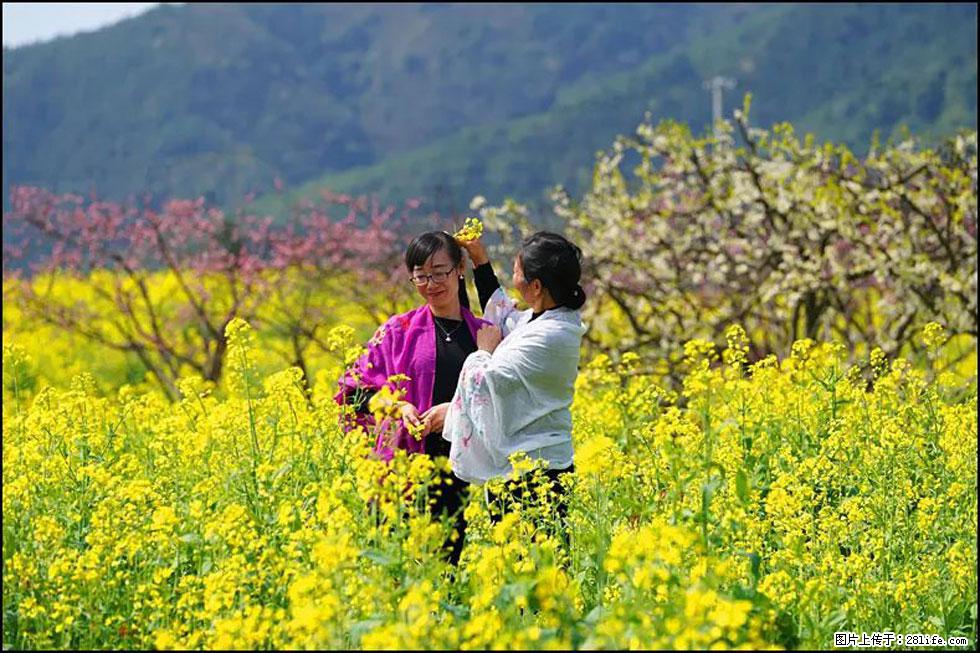 【春天，广西桂林灌阳县向您发出邀请！】长坪村油菜盛情花开 - 游山玩水 - 昆明生活社区 - 昆明28生活网 km.28life.net