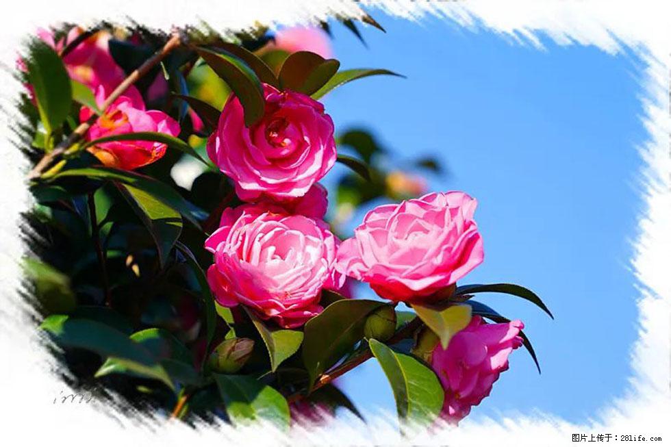 【春天，广西桂林灌阳县向您发出邀请！】杨柳井茶花惹人爱 - 游山玩水 - 昆明生活社区 - 昆明28生活网 km.28life.net