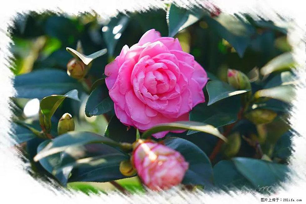 【春天，广西桂林灌阳县向您发出邀请！】杨柳井茶花惹人爱 - 游山玩水 - 昆明生活社区 - 昆明28生活网 km.28life.net