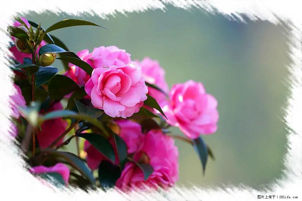 【春天，广西桂林灌阳县向您发出邀请！】杨柳井茶花惹人爱 - 游山玩水 - 昆明生活社区 - 昆明28生活网 km.28life.net