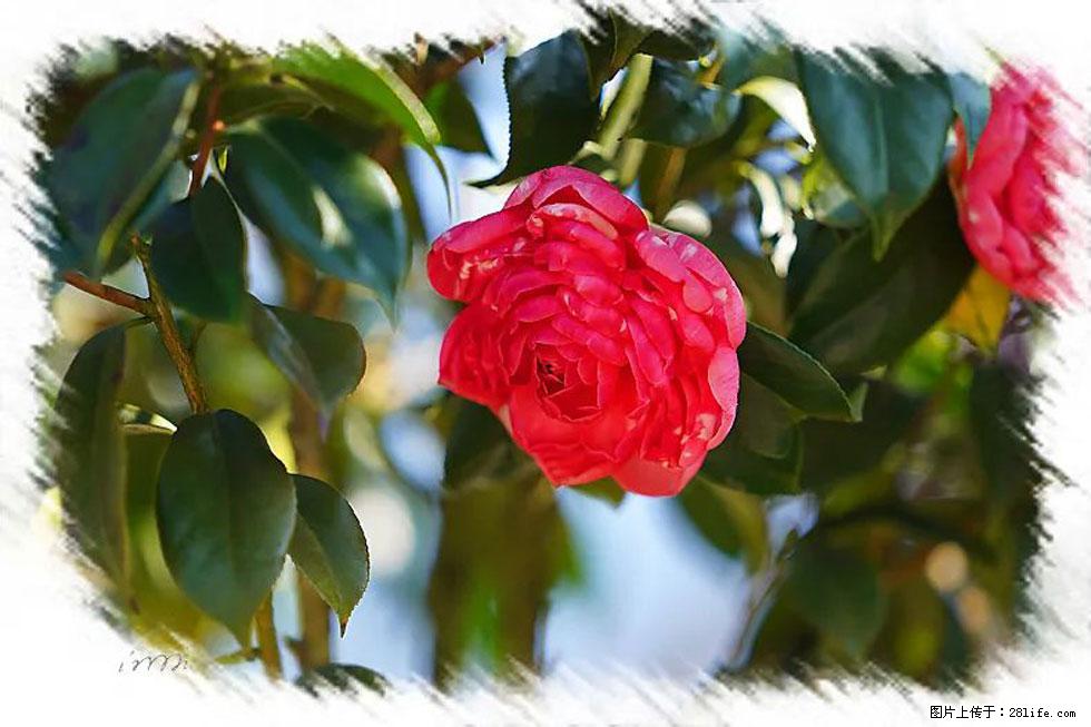 【春天，广西桂林灌阳县向您发出邀请！】杨柳井茶花惹人爱 - 游山玩水 - 昆明生活社区 - 昆明28生活网 km.28life.net