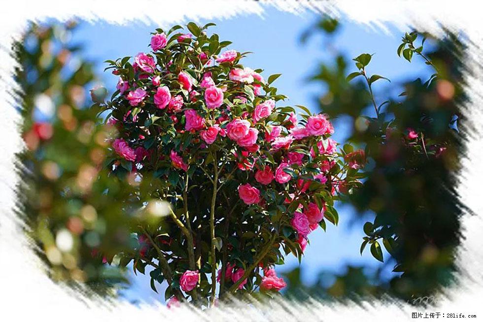 【春天，广西桂林灌阳县向您发出邀请！】杨柳井茶花惹人爱 - 游山玩水 - 昆明生活社区 - 昆明28生活网 km.28life.net