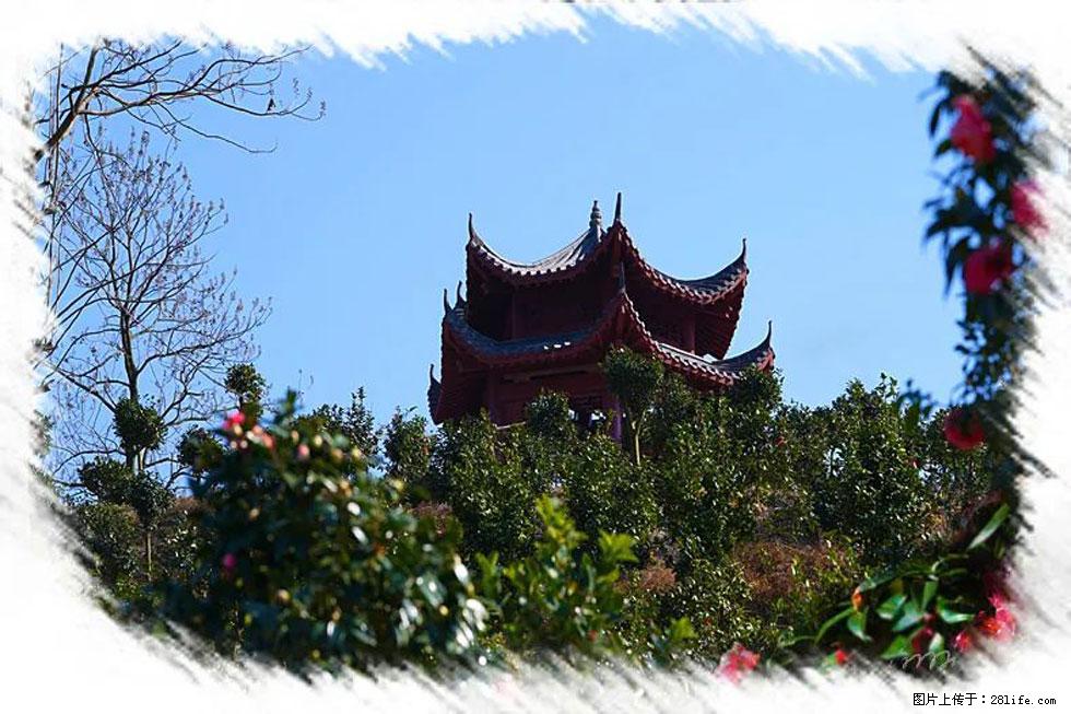 【春天，广西桂林灌阳县向您发出邀请！】杨柳井茶花惹人爱 - 游山玩水 - 昆明生活社区 - 昆明28生活网 km.28life.net