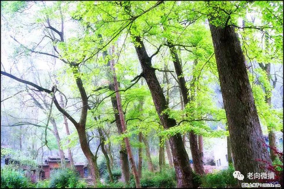 【春天，广西桂林灌阳县向您发出邀请！】在小龙村与春天约会 - 游山玩水 - 昆明生活社区 - 昆明28生活网 km.28life.net