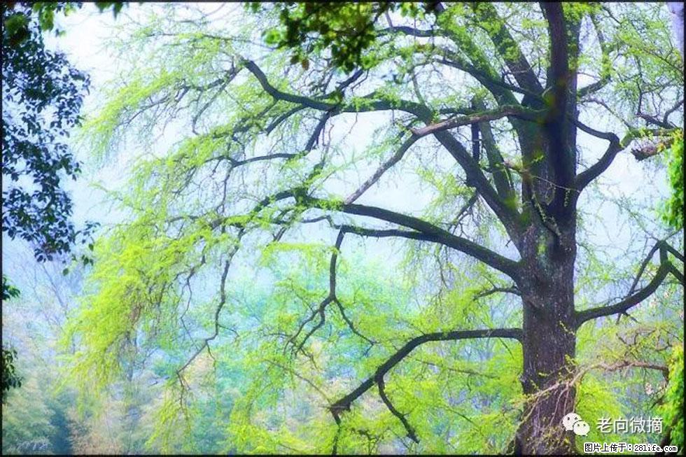 【春天，广西桂林灌阳县向您发出邀请！】在小龙村与春天约会 - 游山玩水 - 昆明生活社区 - 昆明28生活网 km.28life.net