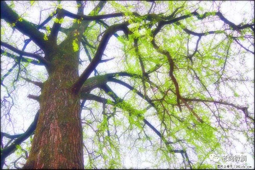 【春天，广西桂林灌阳县向您发出邀请！】在小龙村与春天约会 - 游山玩水 - 昆明生活社区 - 昆明28生活网 km.28life.net