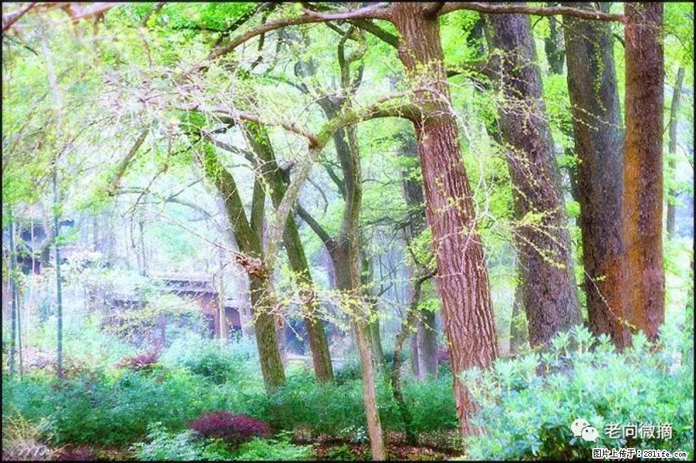 【春天，广西桂林灌阳县向您发出邀请！】在小龙村与春天约会 - 游山玩水 - 昆明生活社区 - 昆明28生活网 km.28life.net