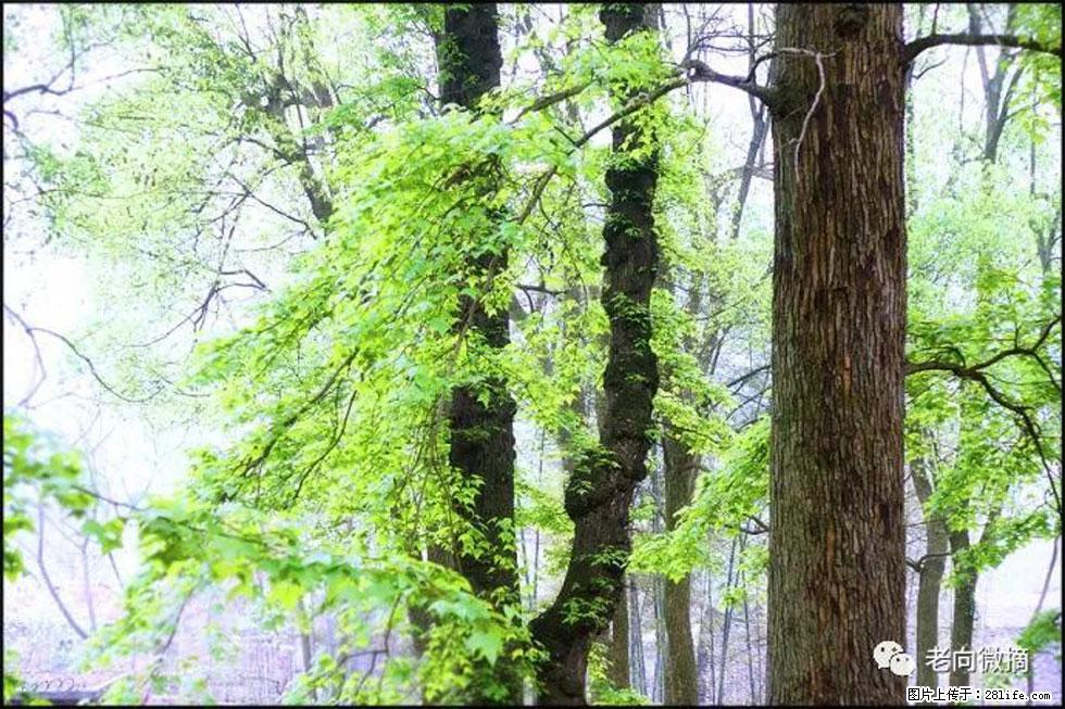 【春天，广西桂林灌阳县向您发出邀请！】在小龙村与春天约会 - 游山玩水 - 昆明生活社区 - 昆明28生活网 km.28life.net