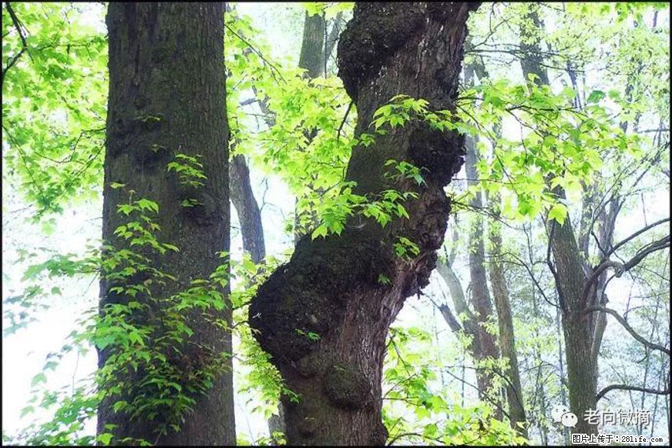 【春天，广西桂林灌阳县向您发出邀请！】在小龙村与春天约会 - 游山玩水 - 昆明生活社区 - 昆明28生活网 km.28life.net