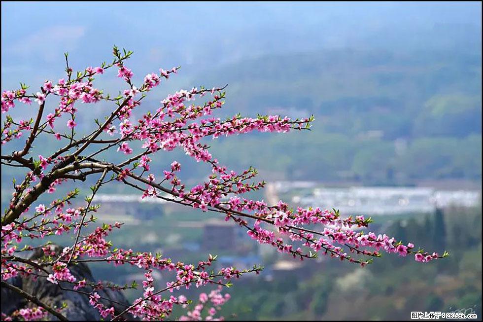 【春天，广西桂林灌阳县向您发出邀请！】望月岭上桃花开 - 游山玩水 - 昆明生活社区 - 昆明28生活网 km.28life.net