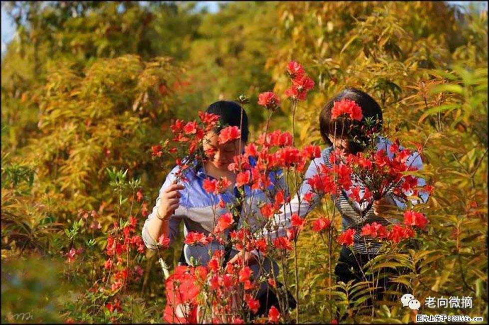 【春天，广西桂林灌阳县向您发出邀请！】登麒麟山，相约映山红 - 游山玩水 - 昆明生活社区 - 昆明28生活网 km.28life.net