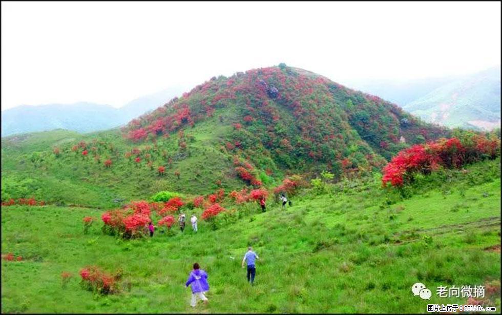 【春天，广西桂林灌阳县向您发出邀请！】宝盖山上映山红 - 游山玩水 - 昆明生活社区 - 昆明28生活网 km.28life.net