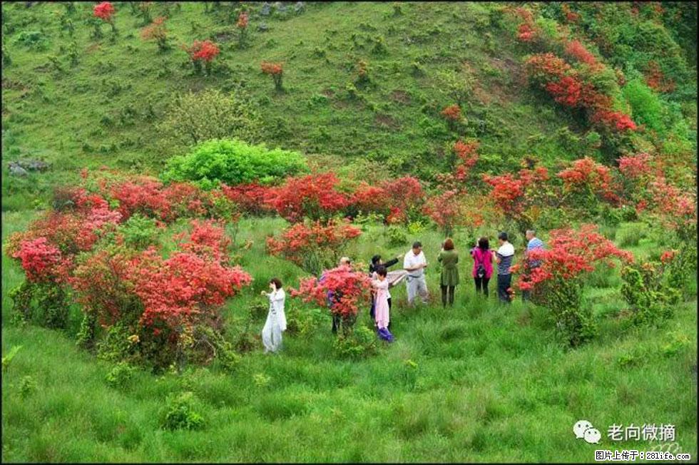 【春天，广西桂林灌阳县向您发出邀请！】宝盖山上映山红 - 游山玩水 - 昆明生活社区 - 昆明28生活网 km.28life.net