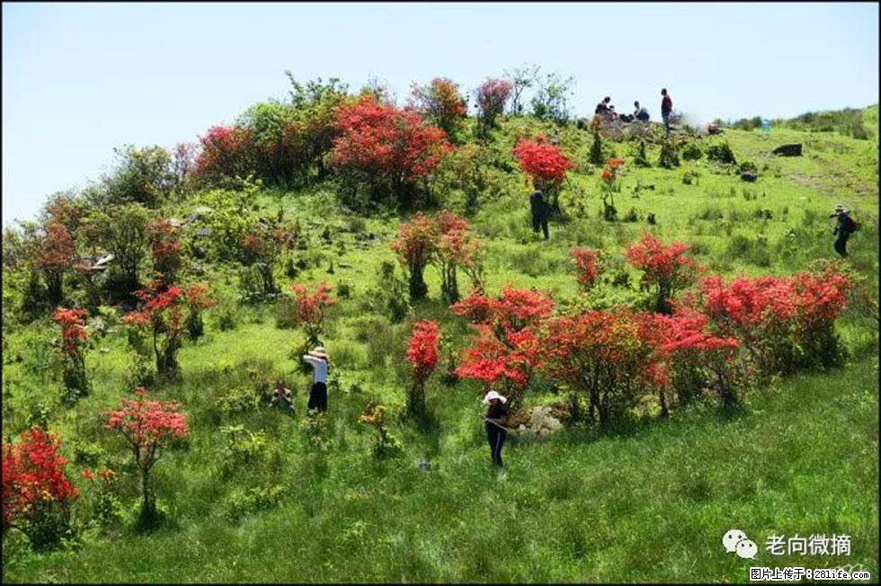 【春天，广西桂林灌阳县向您发出邀请！】宝盖山上映山红 - 游山玩水 - 昆明生活社区 - 昆明28生活网 km.28life.net