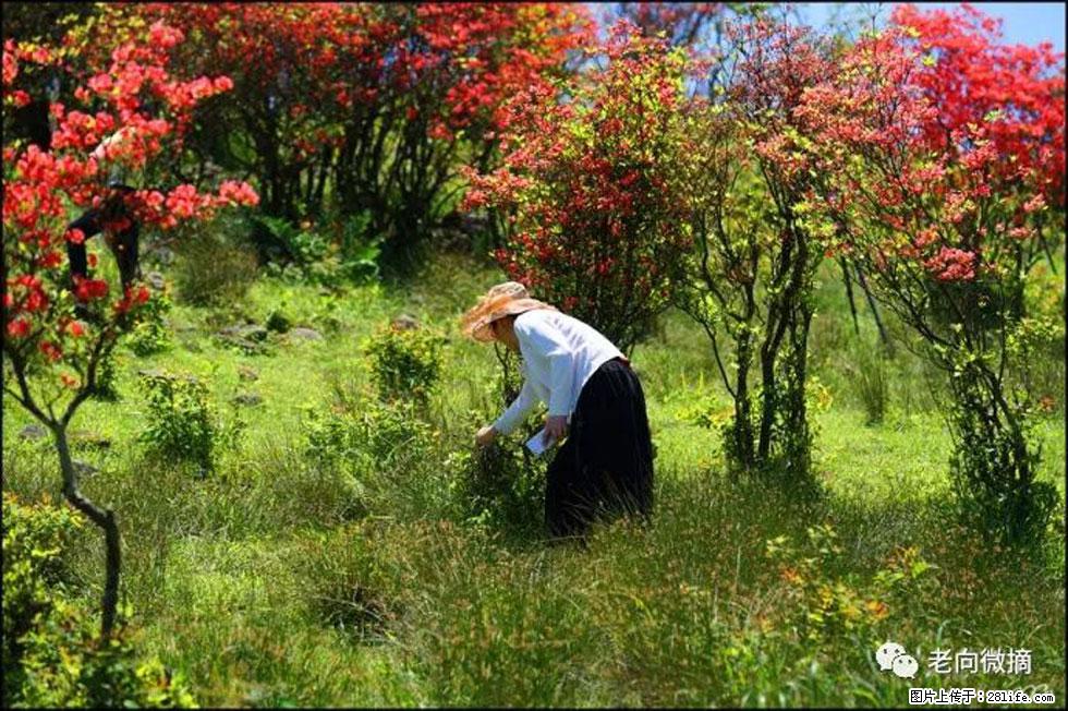 【春天，广西桂林灌阳县向您发出邀请！】宝盖山上映山红 - 游山玩水 - 昆明生活社区 - 昆明28生活网 km.28life.net