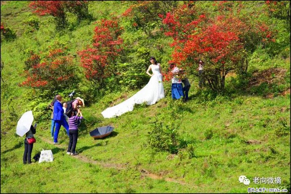 【春天，广西桂林灌阳县向您发出邀请！】宝盖山上映山红 - 游山玩水 - 昆明生活社区 - 昆明28生活网 km.28life.net