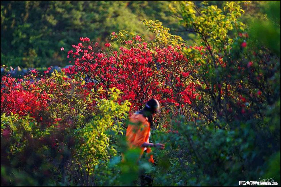 【春天，广西桂林灌阳县向您发出邀请！】春木界上映山红 - 游山玩水 - 昆明生活社区 - 昆明28生活网 km.28life.net