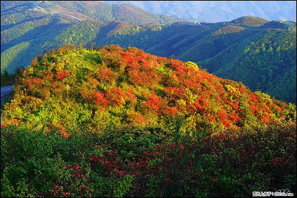 【春天，广西桂林灌阳县向您发出邀请！】春木界上映山红 - 游山玩水 - 昆明生活社区 - 昆明28生活网 km.28life.net