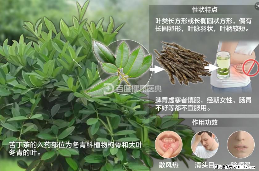 苦丁茶有哪些功效和作用 - 生活百科 - 昆明生活社区 - 昆明28生活网 km.28life.net