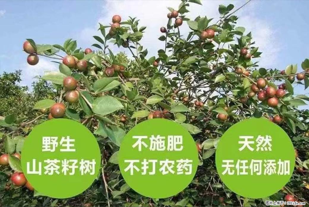【灌阳县油茶产业示范区】一个有着充实的精神生活的人，对待身外之物自会有一种淡泊的态度 - 美食天地 - 昆明生活社区 - 昆明28生活网 km.28life.net