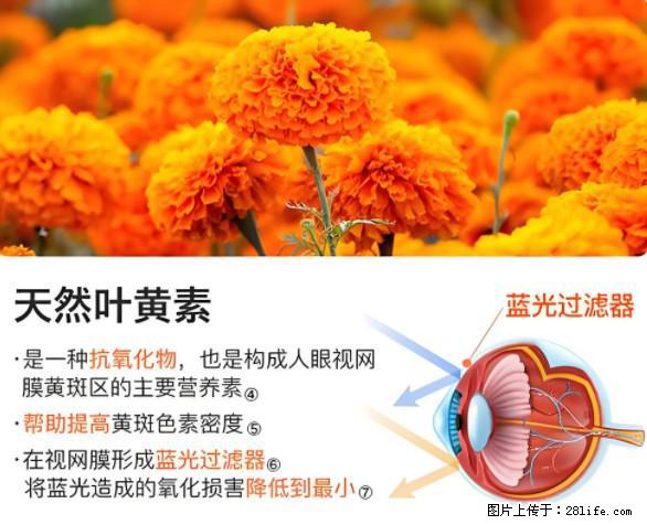 叶黄素有什么功效和作用 - 生活百科 - 昆明生活社区 - 昆明28生活网 km.28life.net