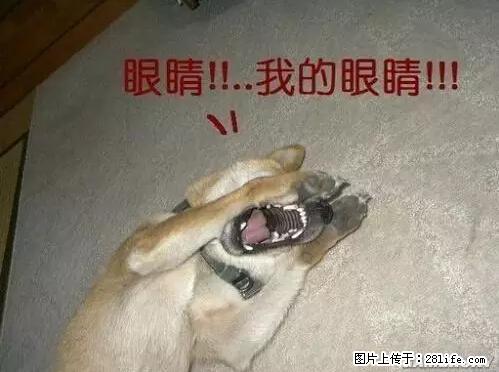 笑癫了！一女的怀孕三年未生，他终于忍不住了... - 娱乐八卦 - 昆明生活社区 - 昆明28生活网 km.28life.net