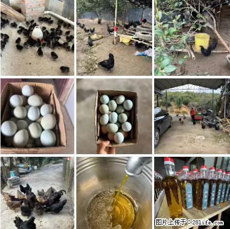 油茶园从小鸡仔开始养起的纯土鸡、土鸡蛋可以预定啦！还有前几天刚榨的纯山茶油哦 - 美食天地 - 昆明生活社区 - 昆明28生活网 km.28life.net