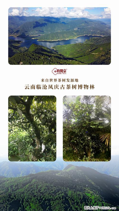 时间果百年古树2025年春红茶 - 购物交流 - 昆明生活社区 - 昆明28生活网 km.28life.net