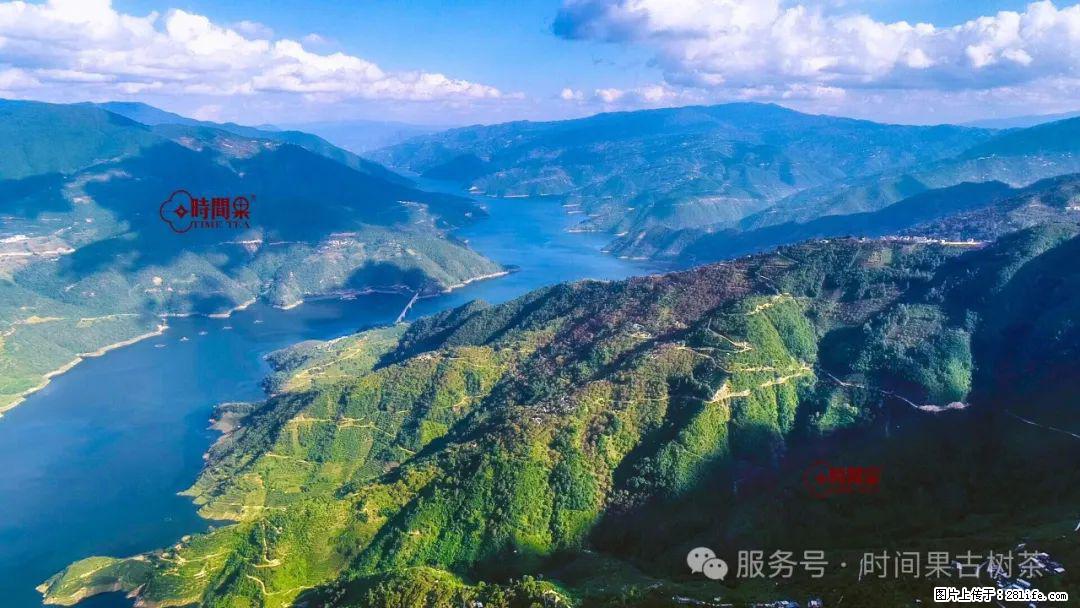 时间果百年古树龙珠普洱生茶 - 购物交流 - 昆明生活社区 - 昆明28生活网 km.28life.net