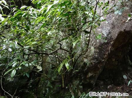 平乐石崖茶，珍贵仅次于金花茶 - 昆明生活资讯 - 昆明28生活网 km.28life.net