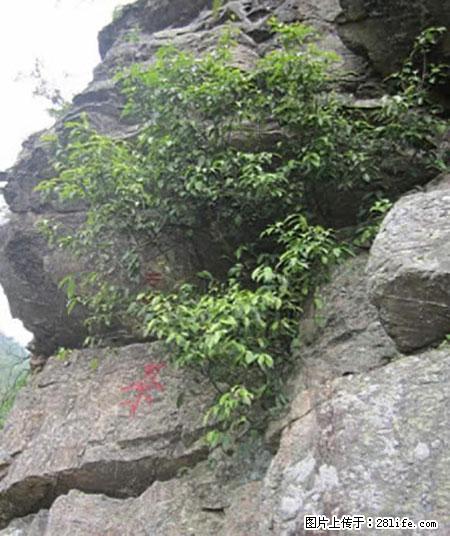 平乐石崖茶，珍贵仅次于金花茶 - 昆明生活资讯 - 昆明28生活网 km.28life.net
