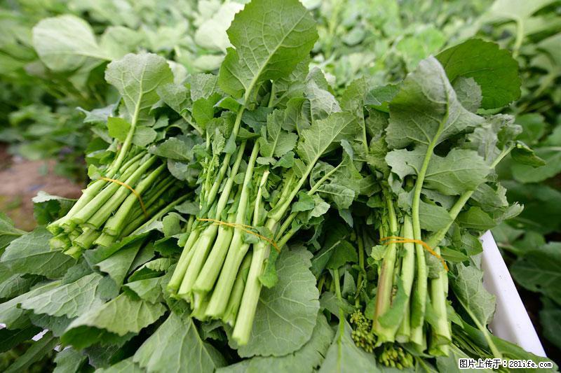 这些蔬菜是“天然钙片”，这6种被医生重点推荐 - 昆明生活资讯 - 昆明28生活网 km.28life.net
